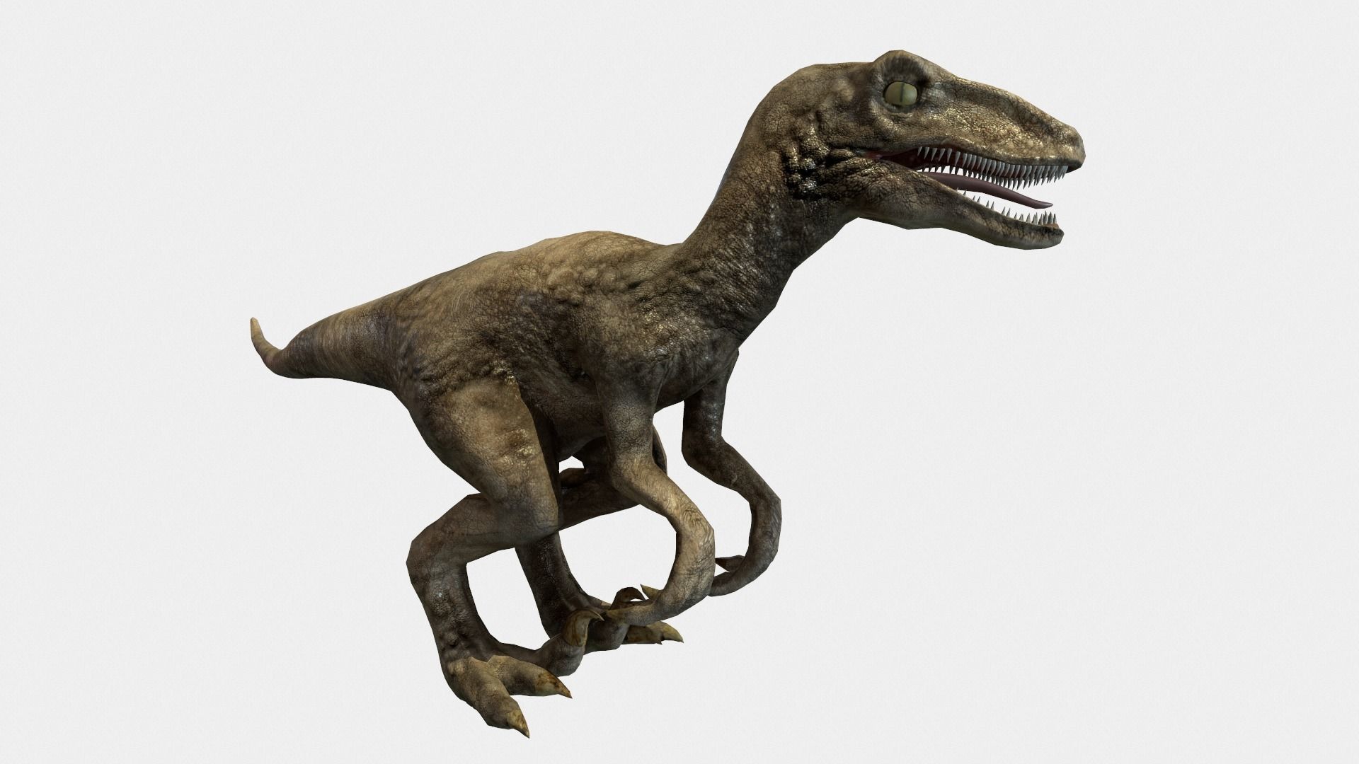 Velociraptor t - rex dinosaur Low-poly 3D model_8