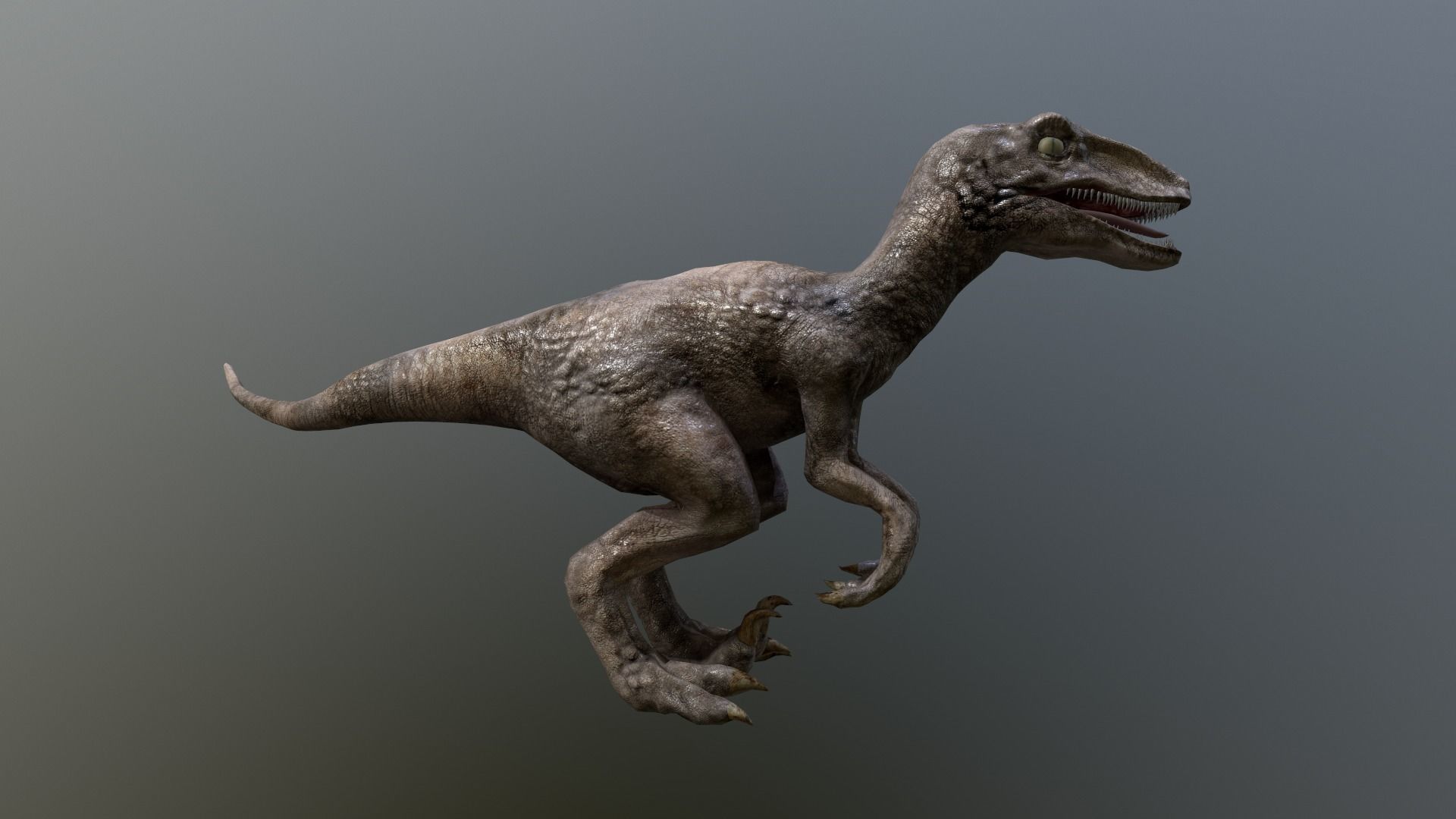 Velociraptor t - rex dinosaur Low-poly 3D model_9