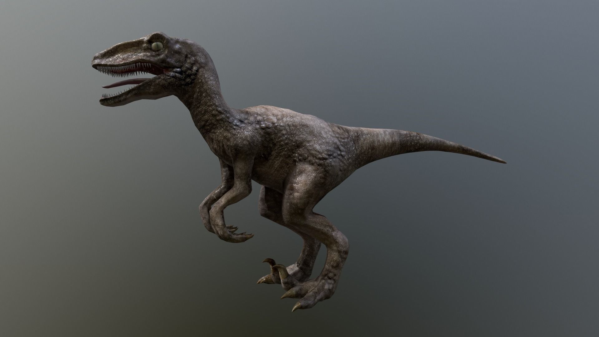 Velociraptor t - rex dinosaur Low-poly 3D model_5