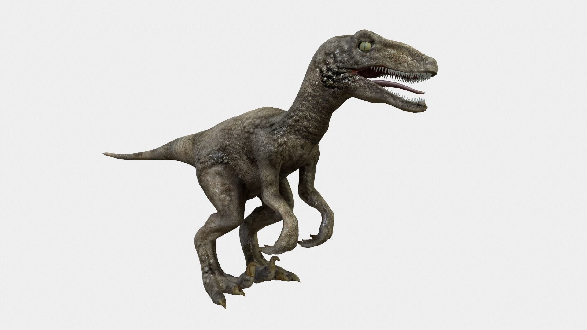 Velociraptor t - rex dinosaur Low-poly 3D model_4