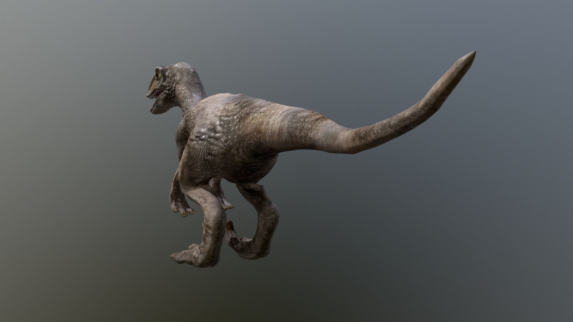 Velociraptor t - rex dinosaur Low-poly 3D model_7