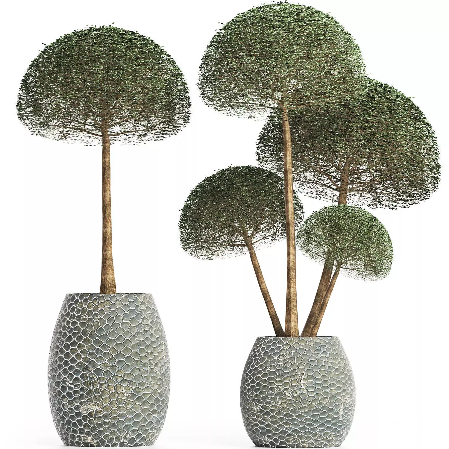 Plants Collection 153 Ligustrum Lucidum Vray 3D model