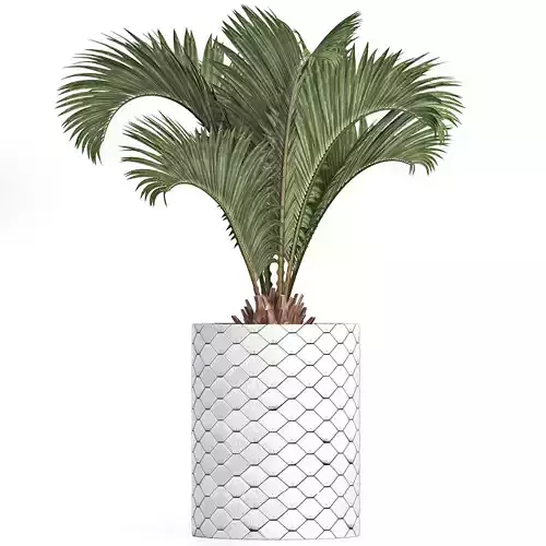 Plants Collection 154 Palm