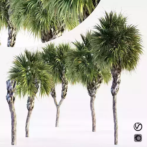 Palmetto Palm tree collection 5 trees in the scene