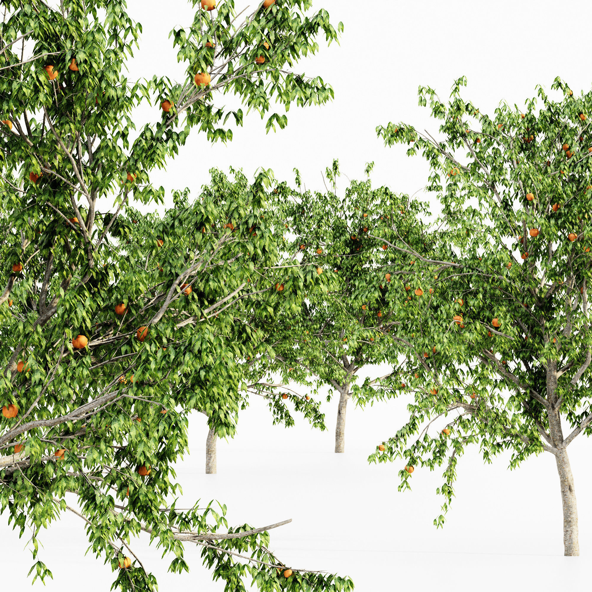Peach tree collection 5 trees in the scene 3D model_1