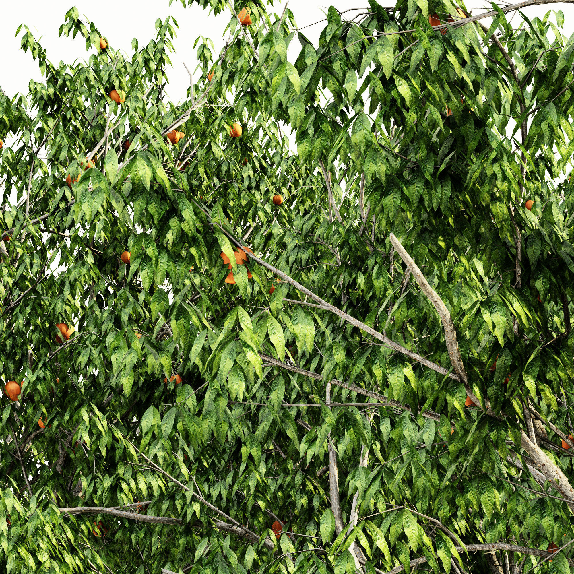 Peach tree collection 5 trees in the scene 3D model_2