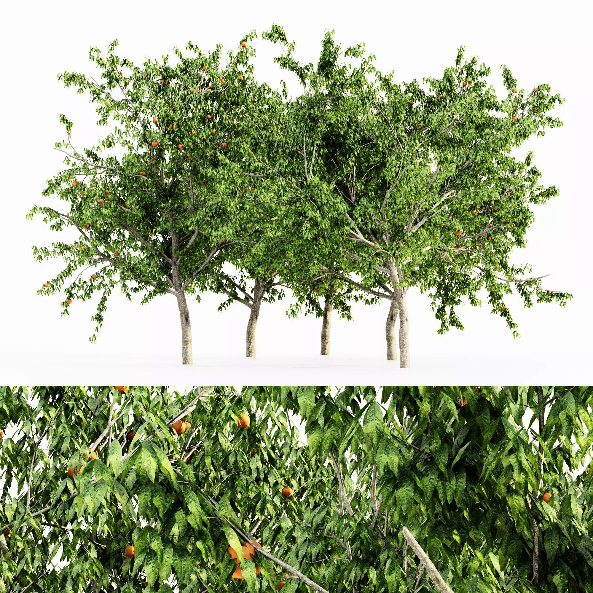 Peach tree collection 5 trees in the scene 3D model_0