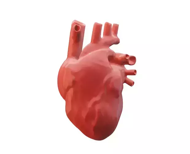 Human heart 