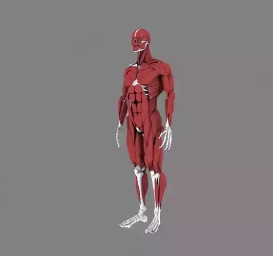 HumanBody muscles  3D model