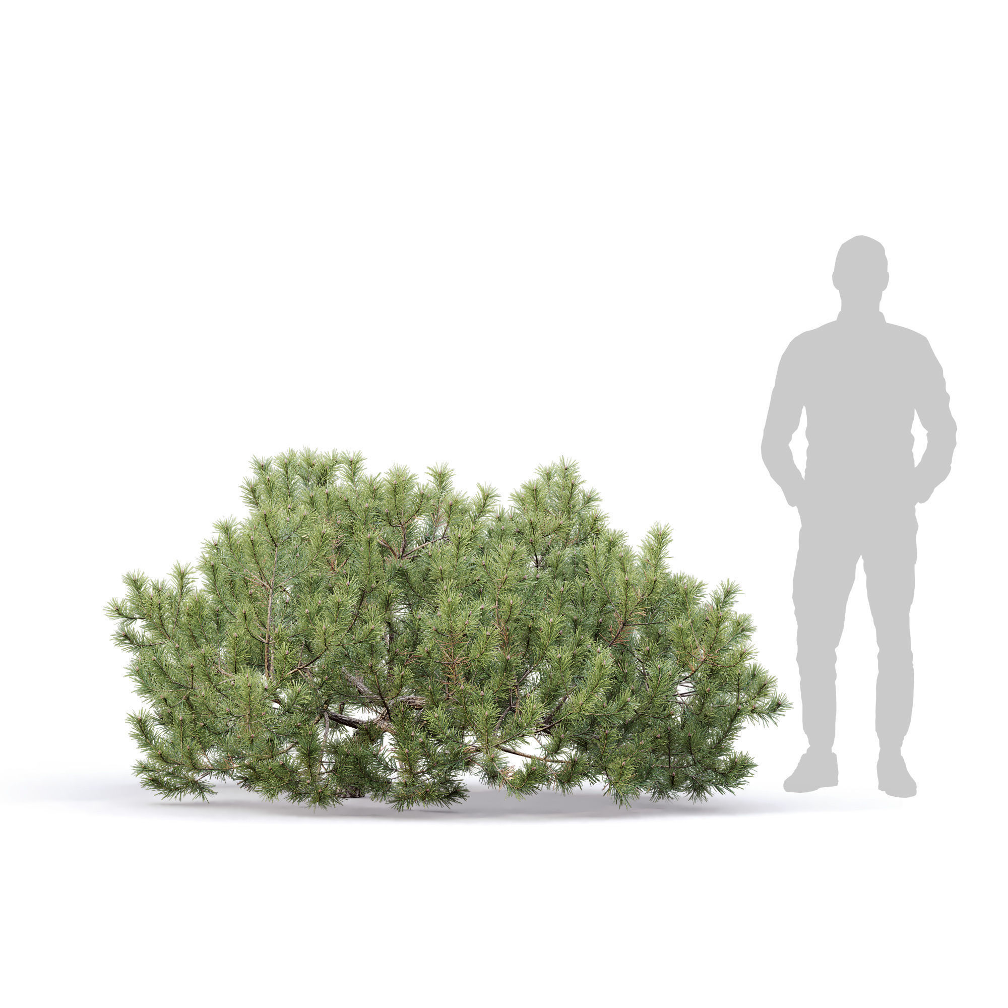 Pinus Mugo 10 3D model_4