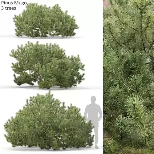 Pinus Mugo 10 3D model