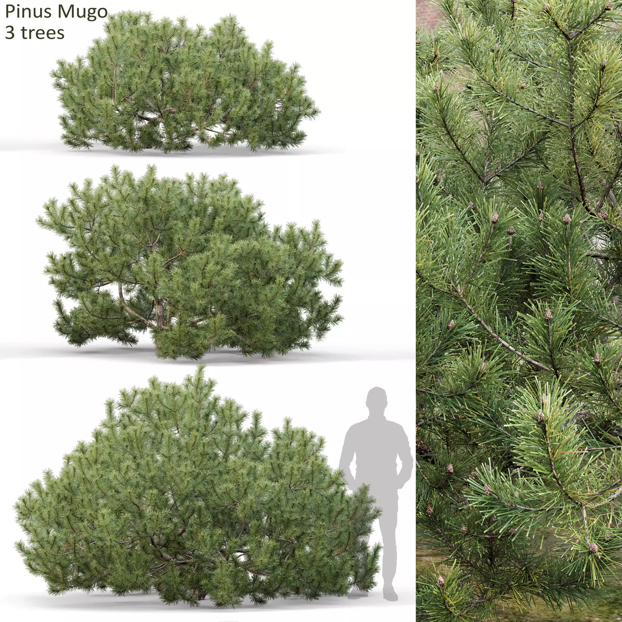 Pinus Mugo 10 3D model_0