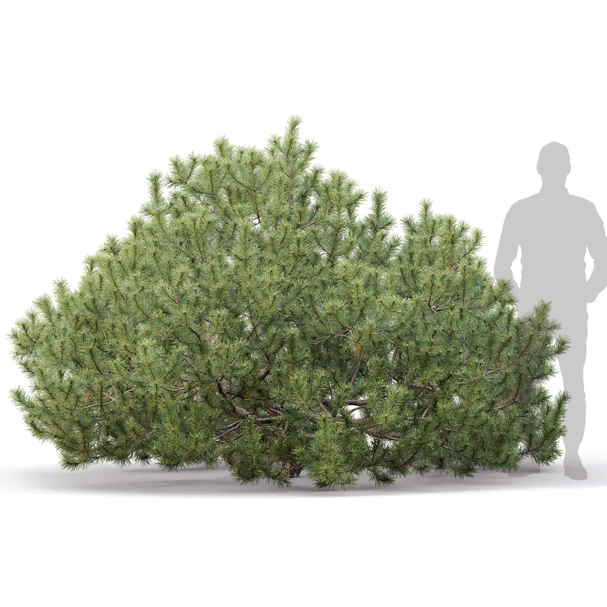 Pinus Mugo 10 3D model_2
