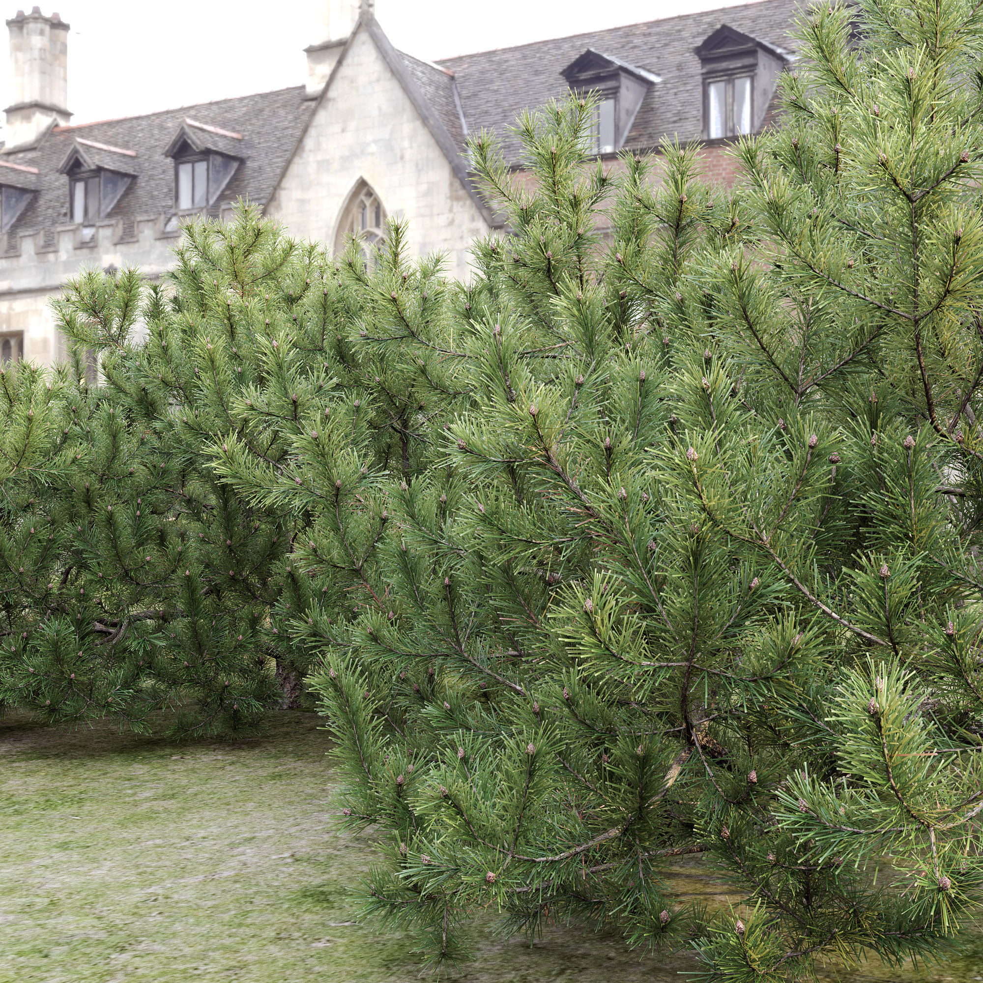 Pinus Mugo 10 3D model_1