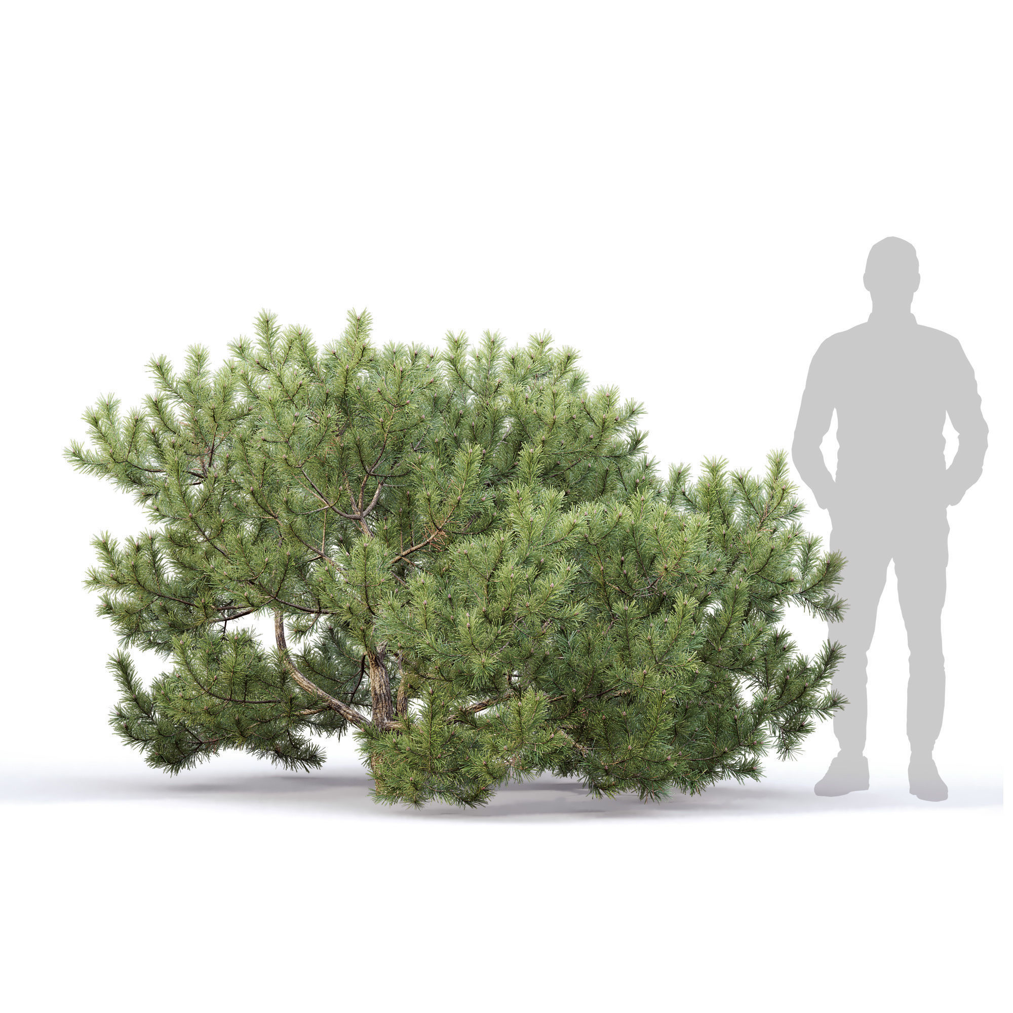 Pinus Mugo 10 3D model_3