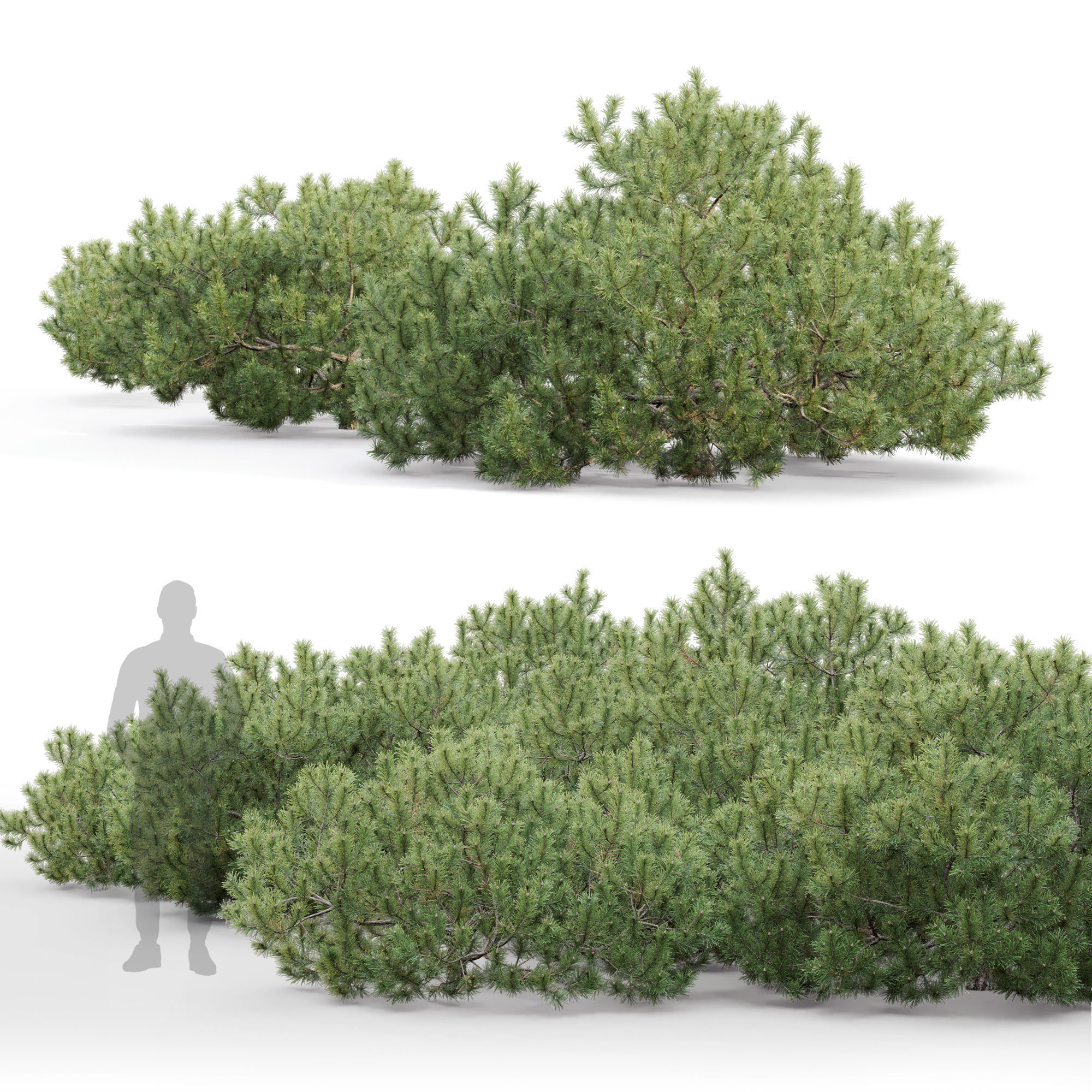 Pinus Mugo 10 3D model_5