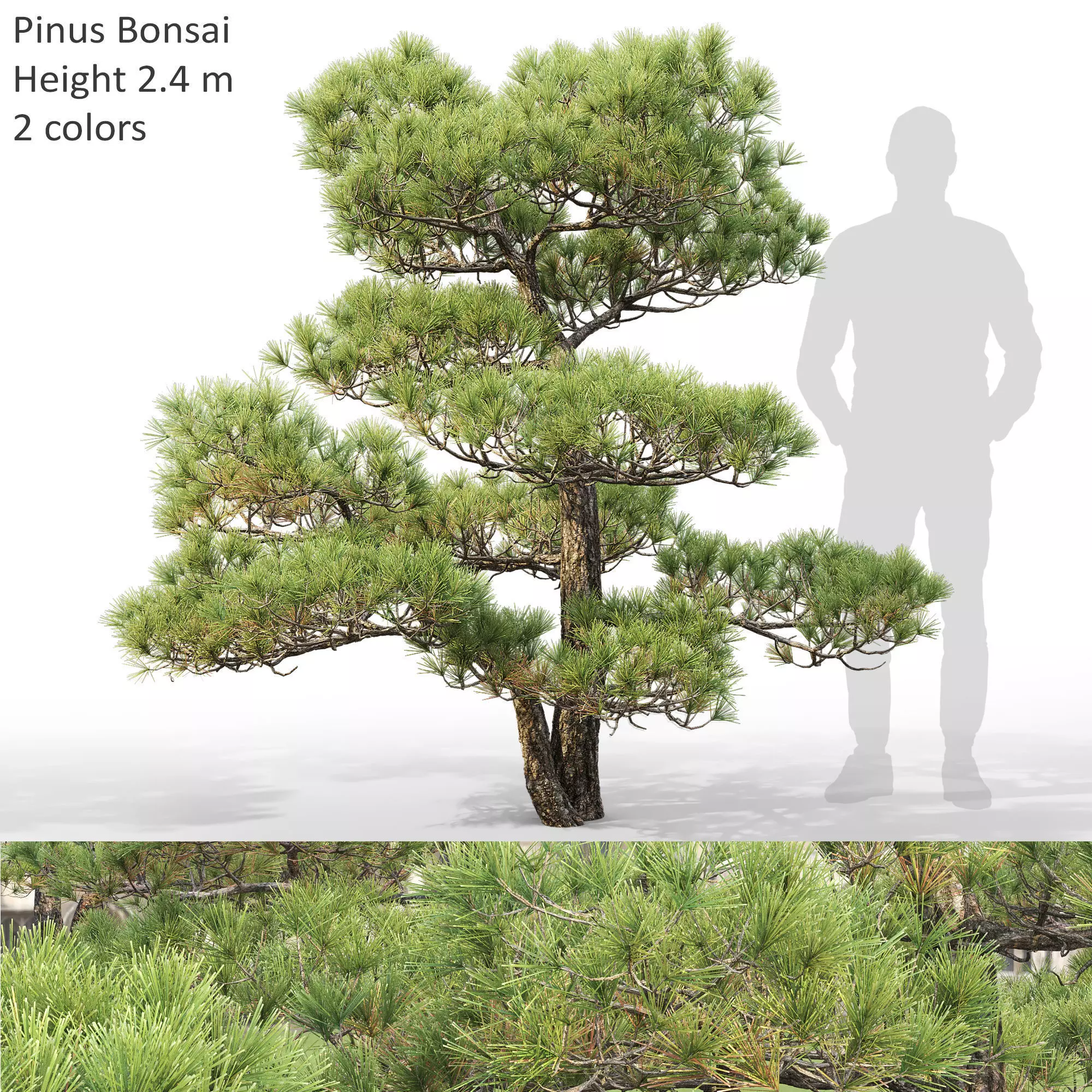 Pinus Bonsai 03 3D model_0