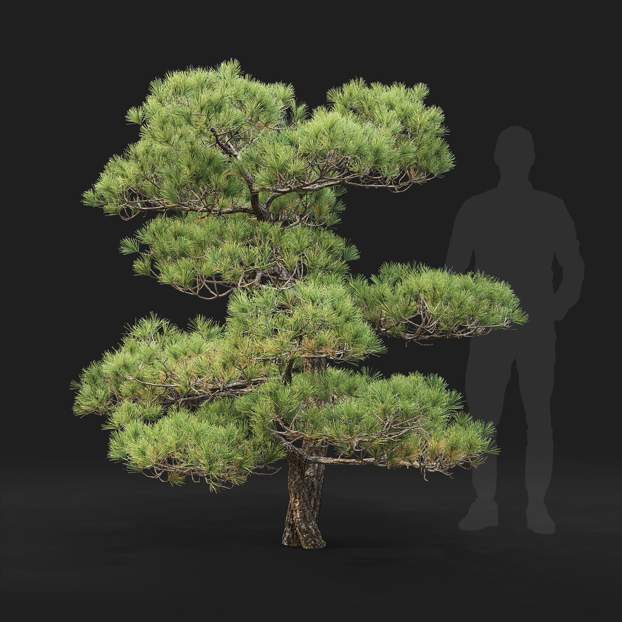 Pinus Bonsai 03 3D model_2