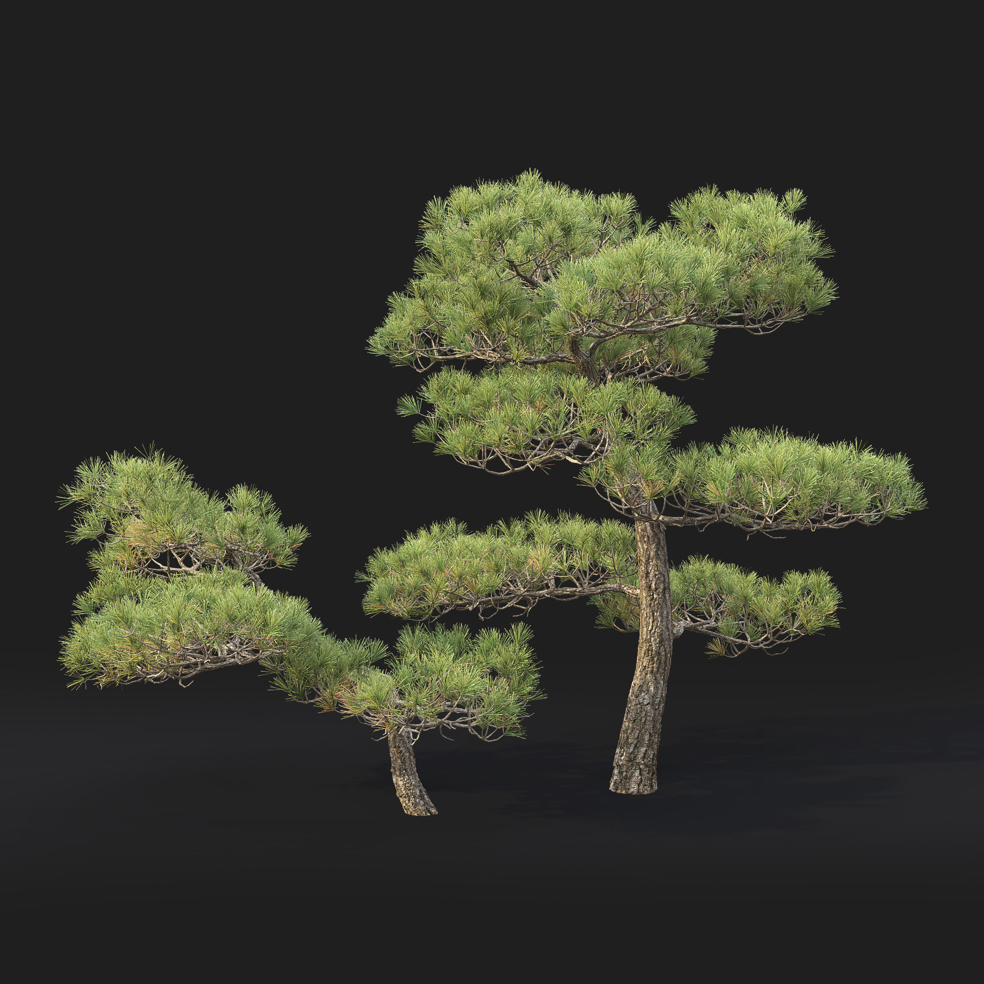 Pinus Bonsai 03 3D model_5