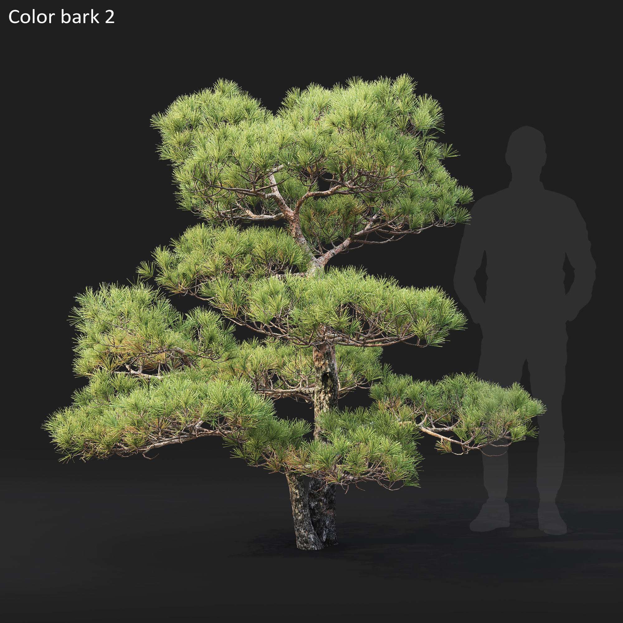 Pinus Bonsai 03 3D model_3