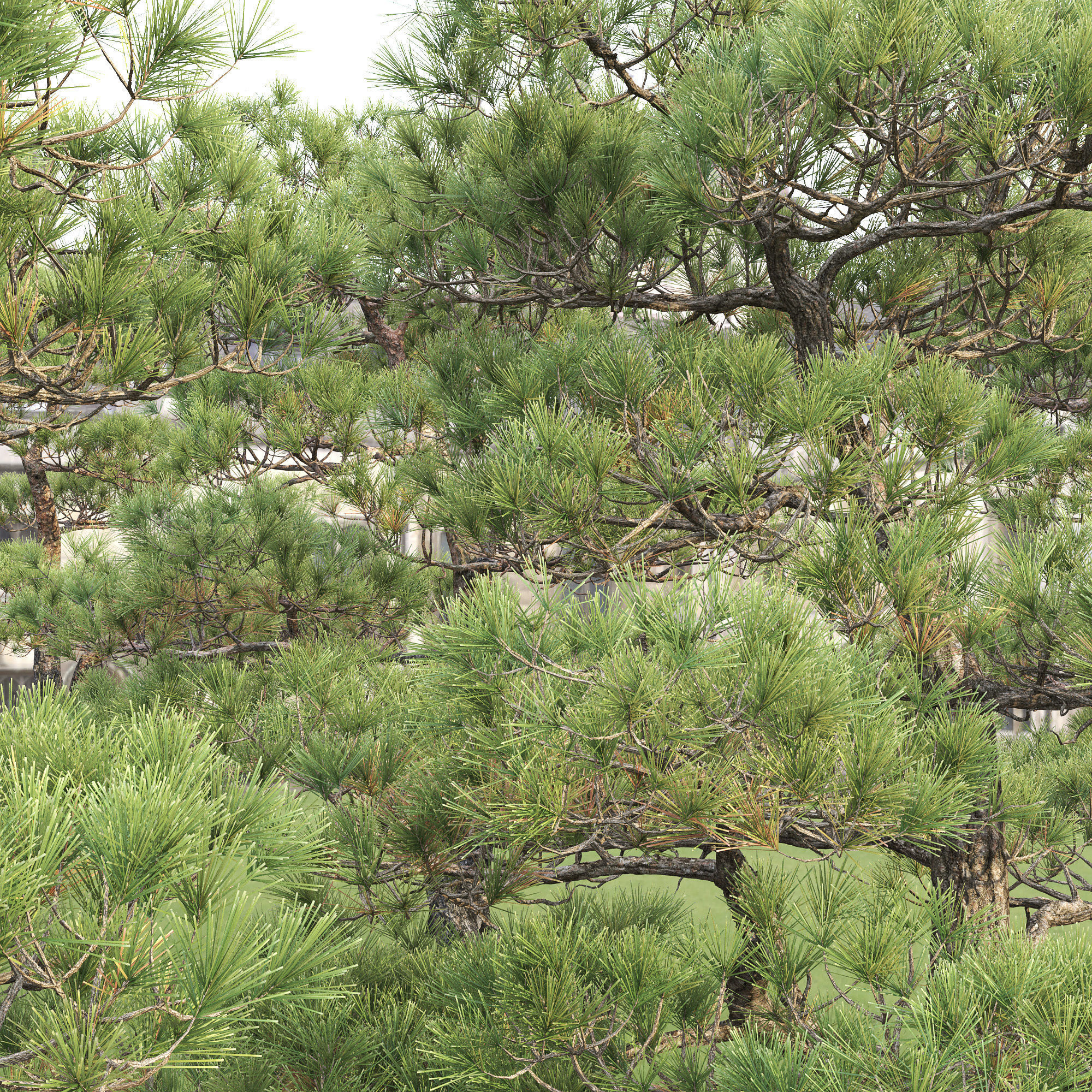 Pinus Bonsai 03 3D model_7