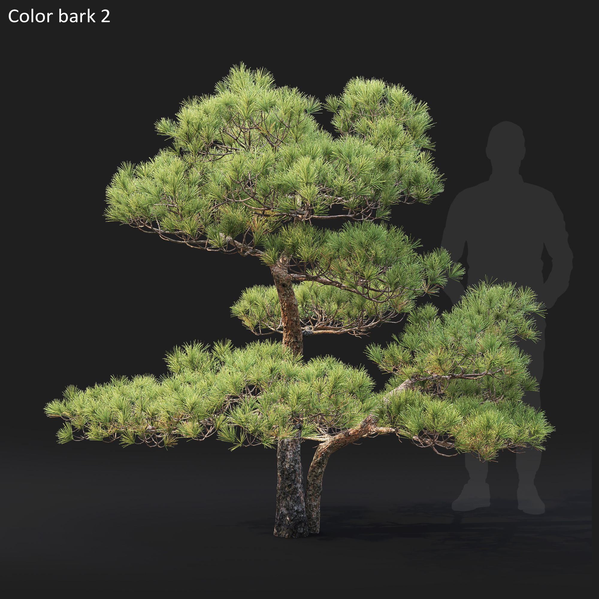 Pinus Bonsai 03 3D model_4