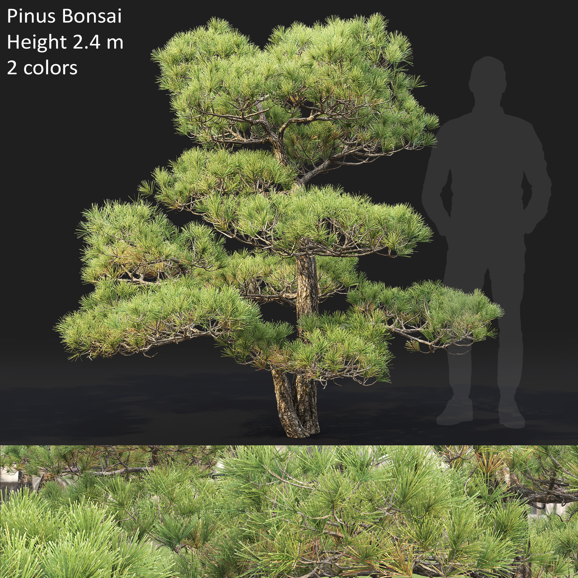 Pinus Bonsai 03 3D model_1