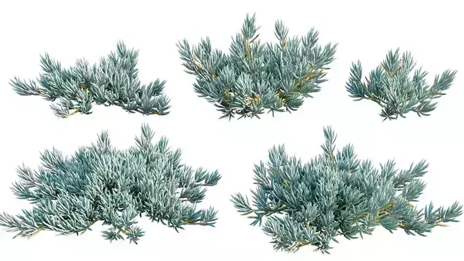 Senecio Mandraliscae - Blue Chalksticks - 01