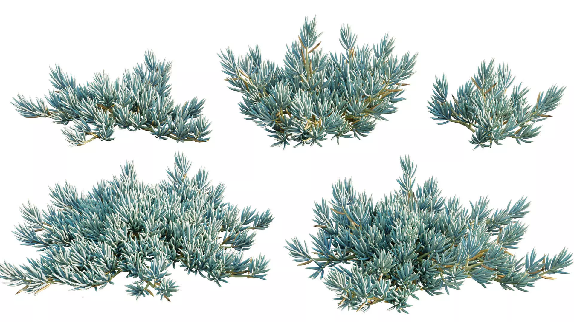Senecio Mandraliscae - Blue Chalksticks - 01 3D model
