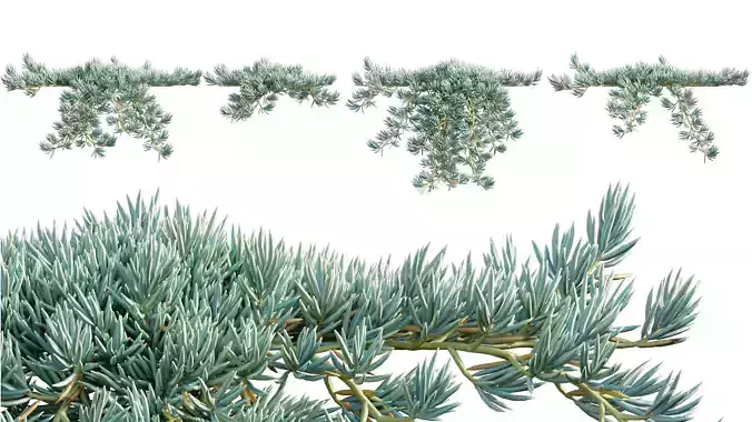 Senecio Mandraliscae - Blue Chalksticks - 02