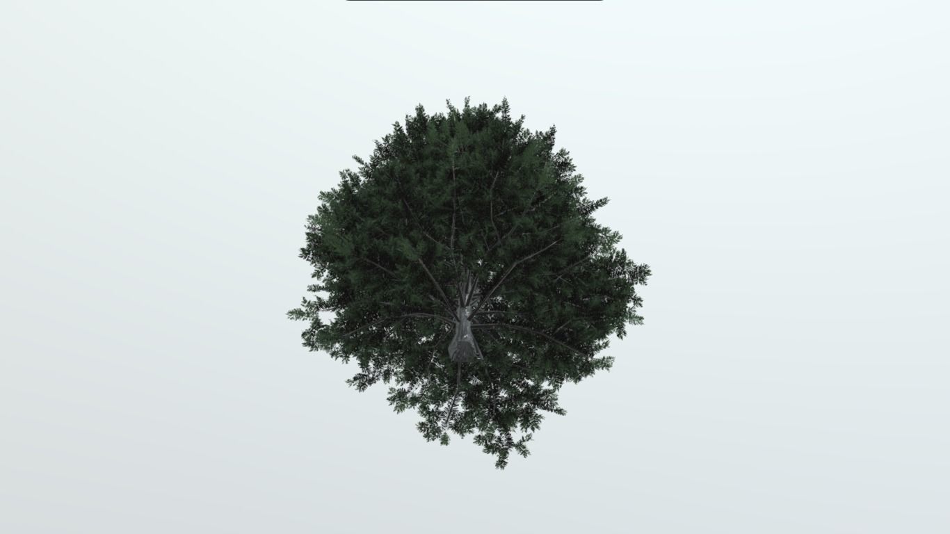 tree spruce 3d model  3D model_3