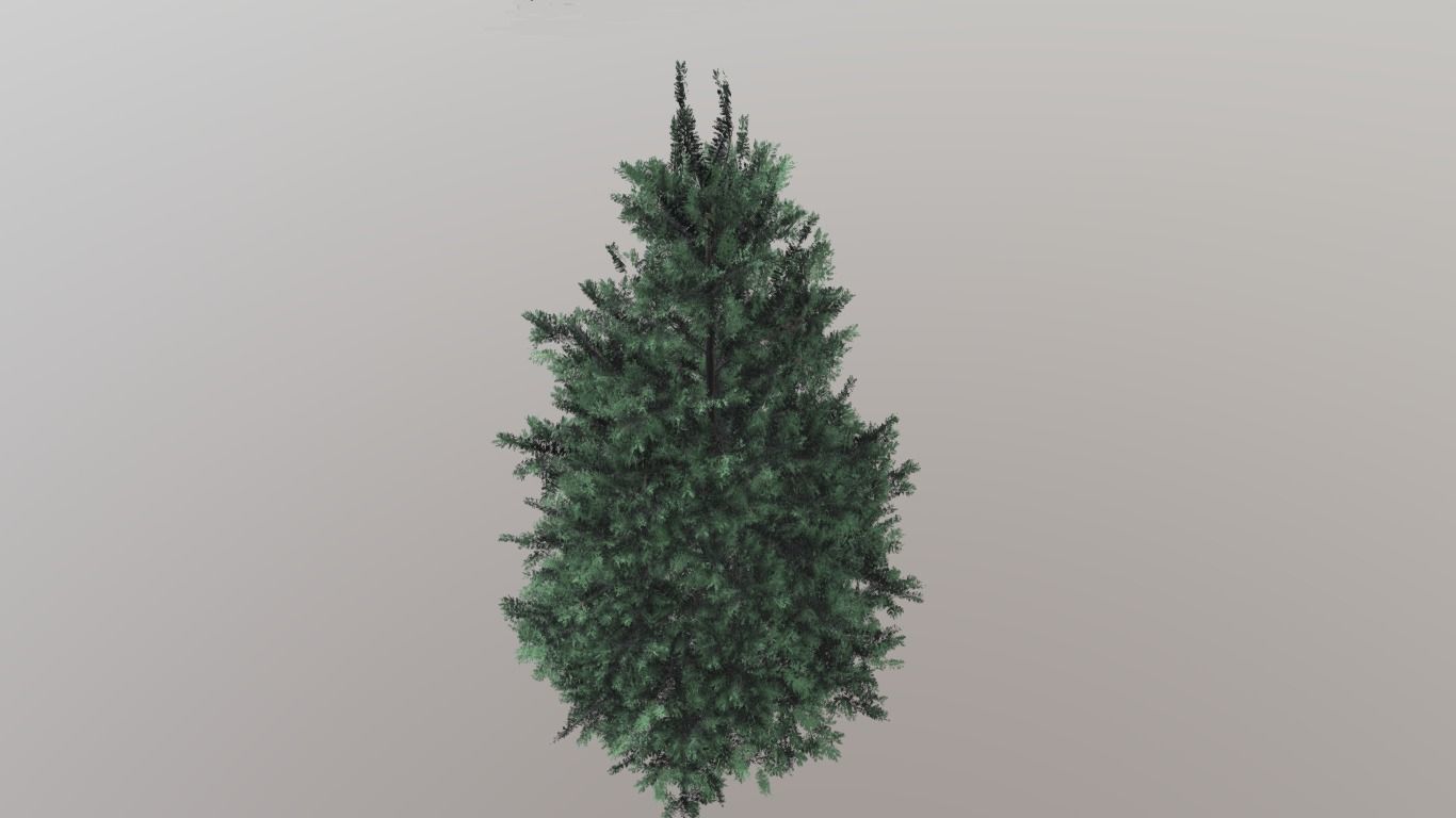 tree spruce 3d model  3D model_1