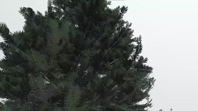 tree spruce 3d model 