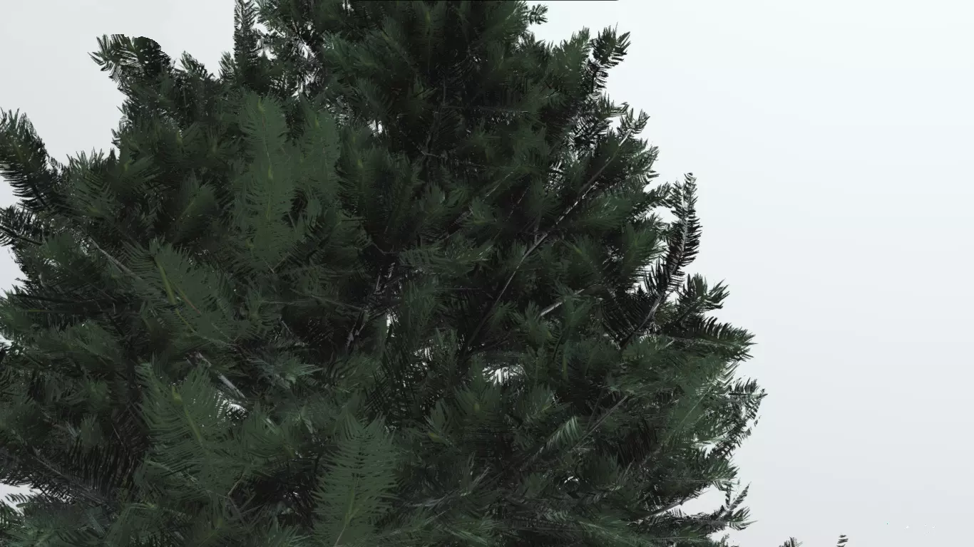 tree spruce 3d model  3D model_0