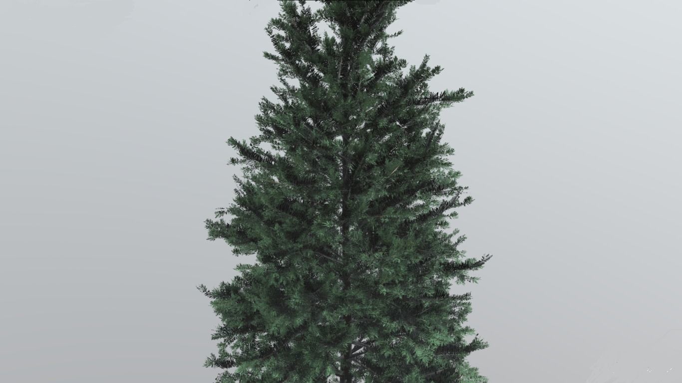 tree spruce 3d model  3D model_4