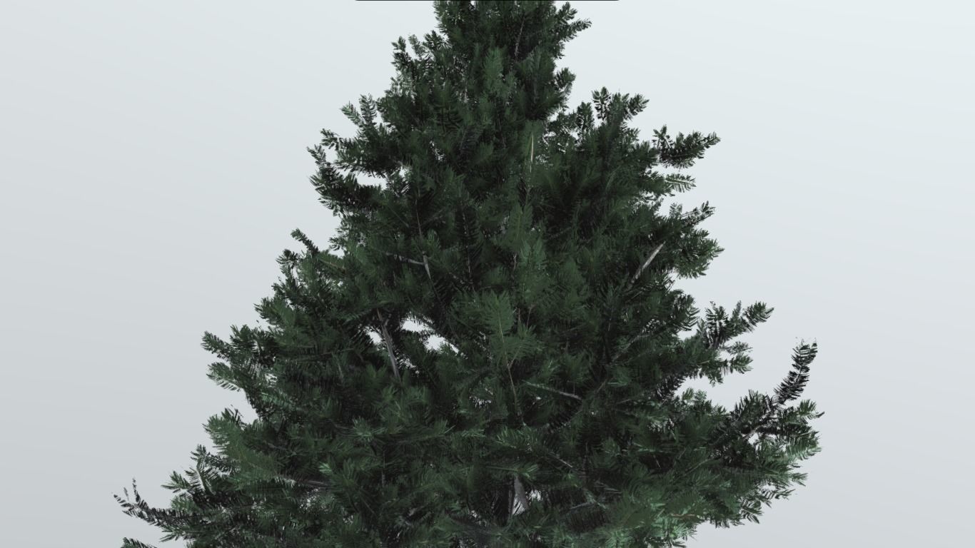 tree spruce 3d model  3D model_2