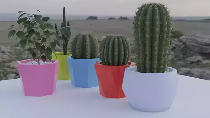 cactus for decoration