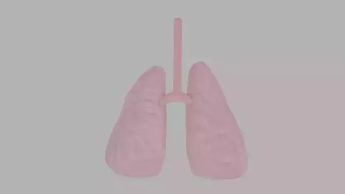 Lungs Free 3D model