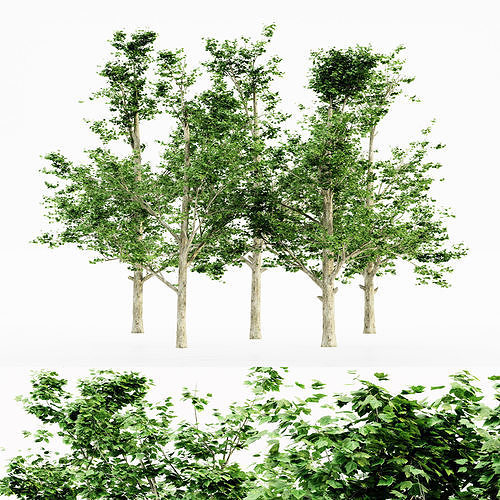 Red Maple tree collection 5 trees in the scene Free 3D model