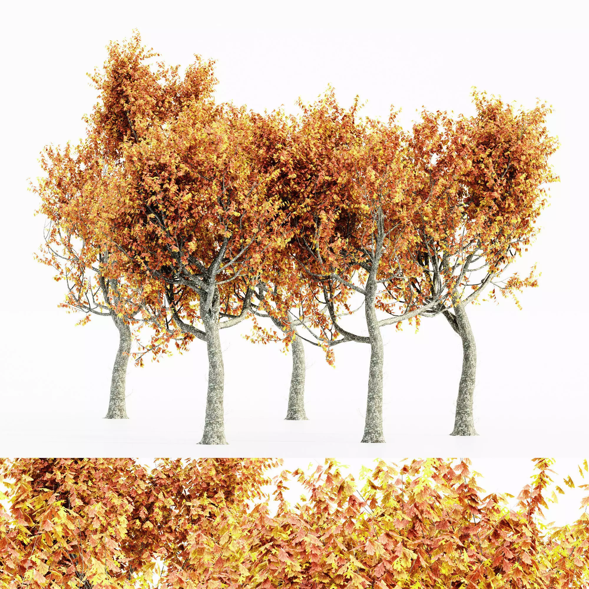 Red Oak Fall tree collection 5 trees in the scene Free 3D model
