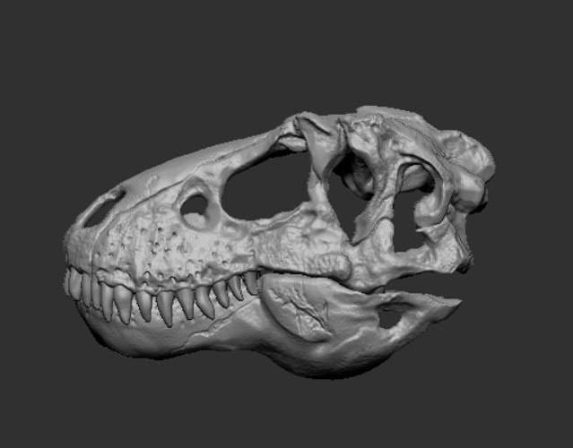 Dinosaur Skull 3D print model