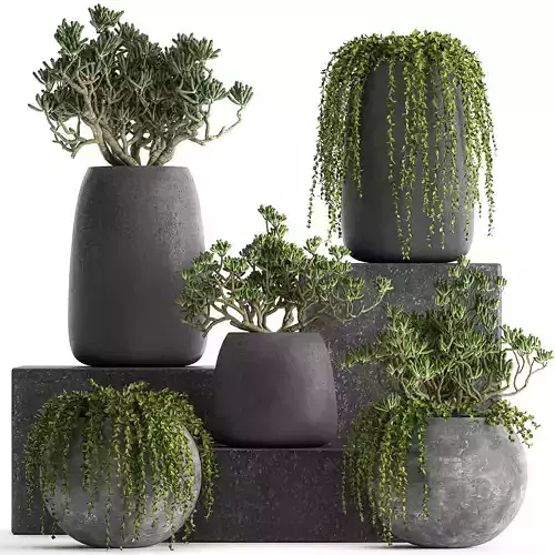 Crassula in a black flowerpots 810 3D model