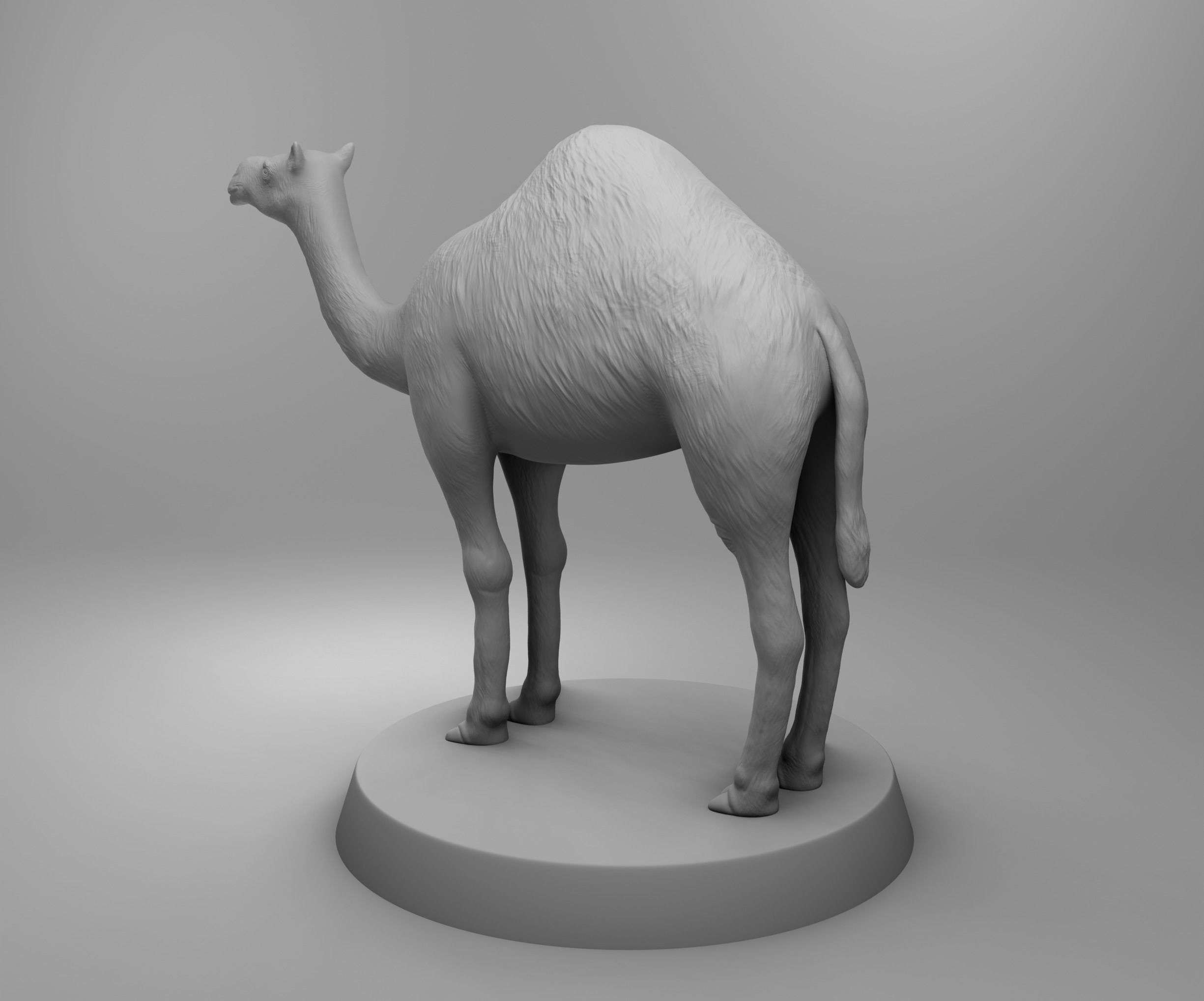 African camel 3D print model_2