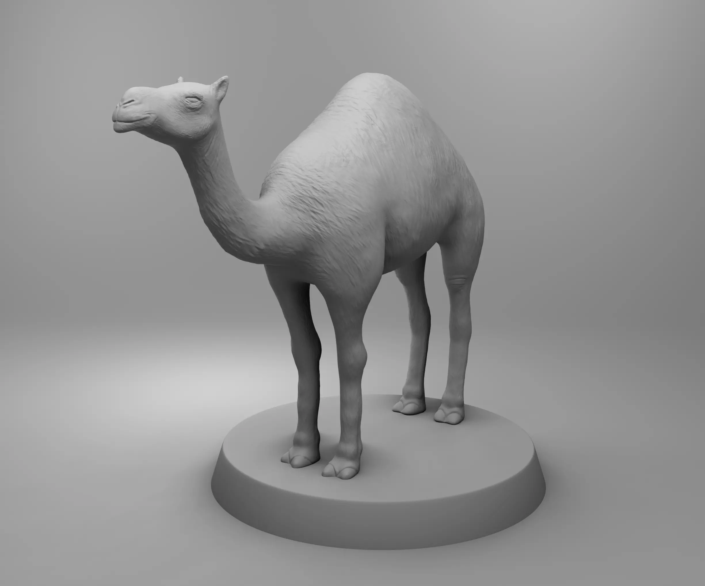African camel 3D print model_0