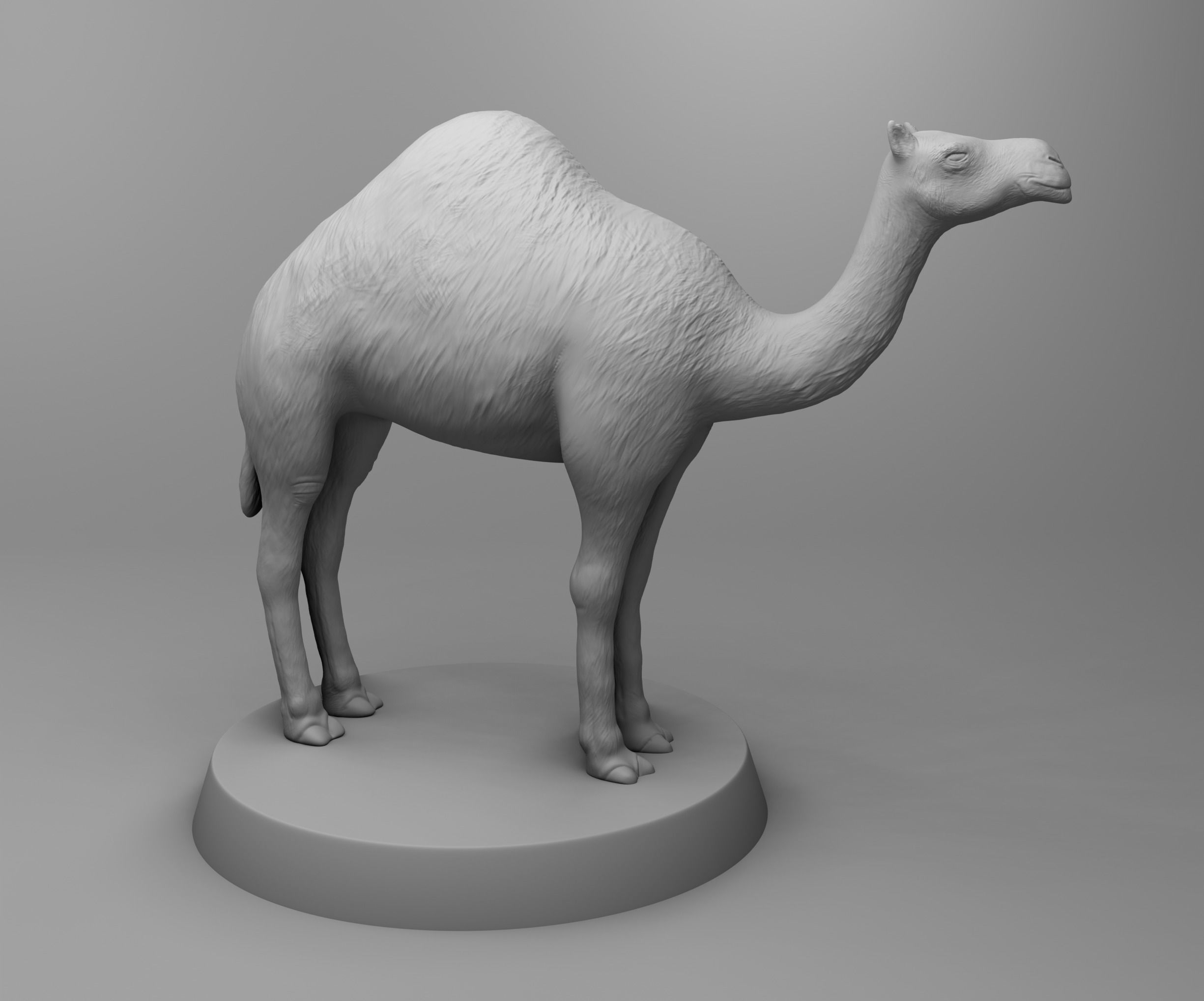 African camel 3D print model_1
