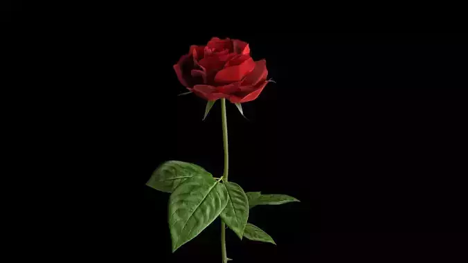 romantic rose