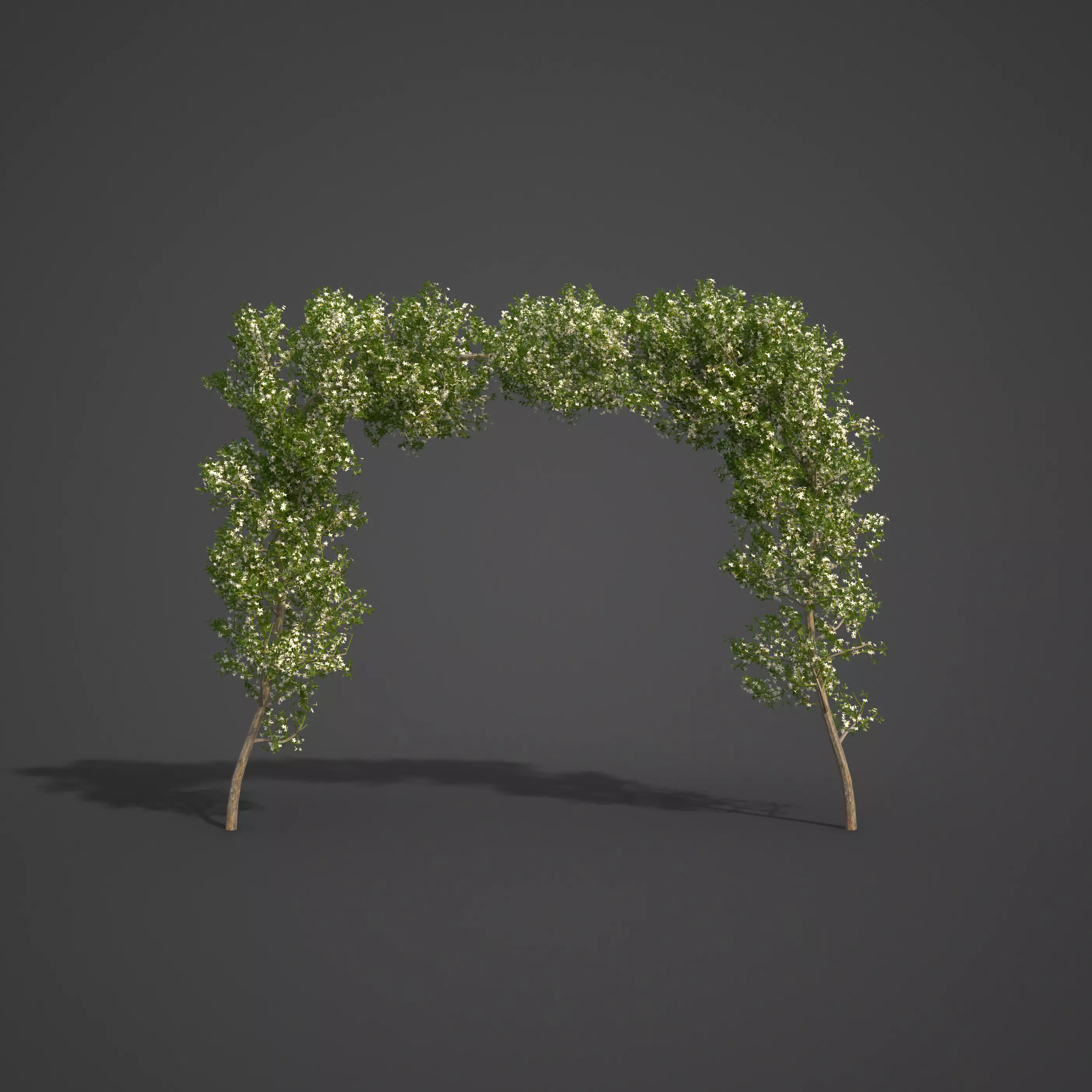 2021 PBR Common Jasmine Collection - Jasminum Officiale Free 3D model