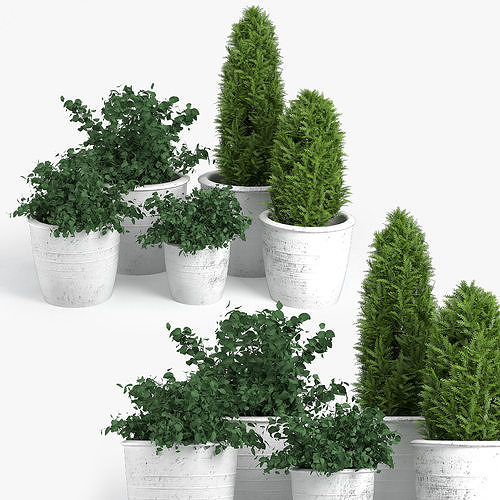 Bushes three potted plants 3D model