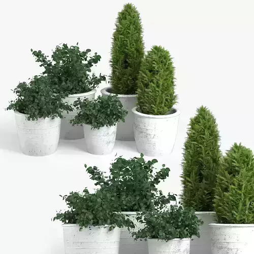 Bushes three potted plants 3D model