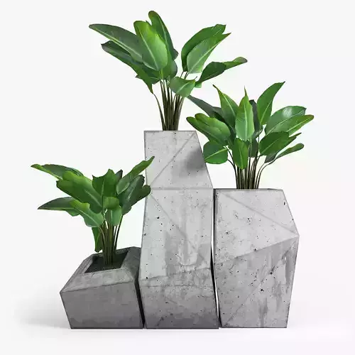 Concrete Plant Banana Palm